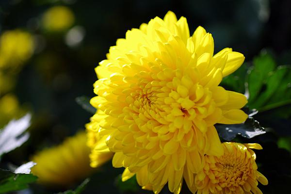 空腹可以喝菊花茶吗（早上起来空腹可以喝菊花茶吗）